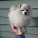 Animal Sculpture / Needle Felted Dog / Custom Miniature Sculpture of your pet / Extra Large size Example Samoyed