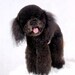 RESERVED Needle Felted Dog / Custom Miniature / Tango Poodle