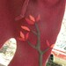 Soft and Thick Autumn Tree Shorties for Baby in Cranberry Lambswool