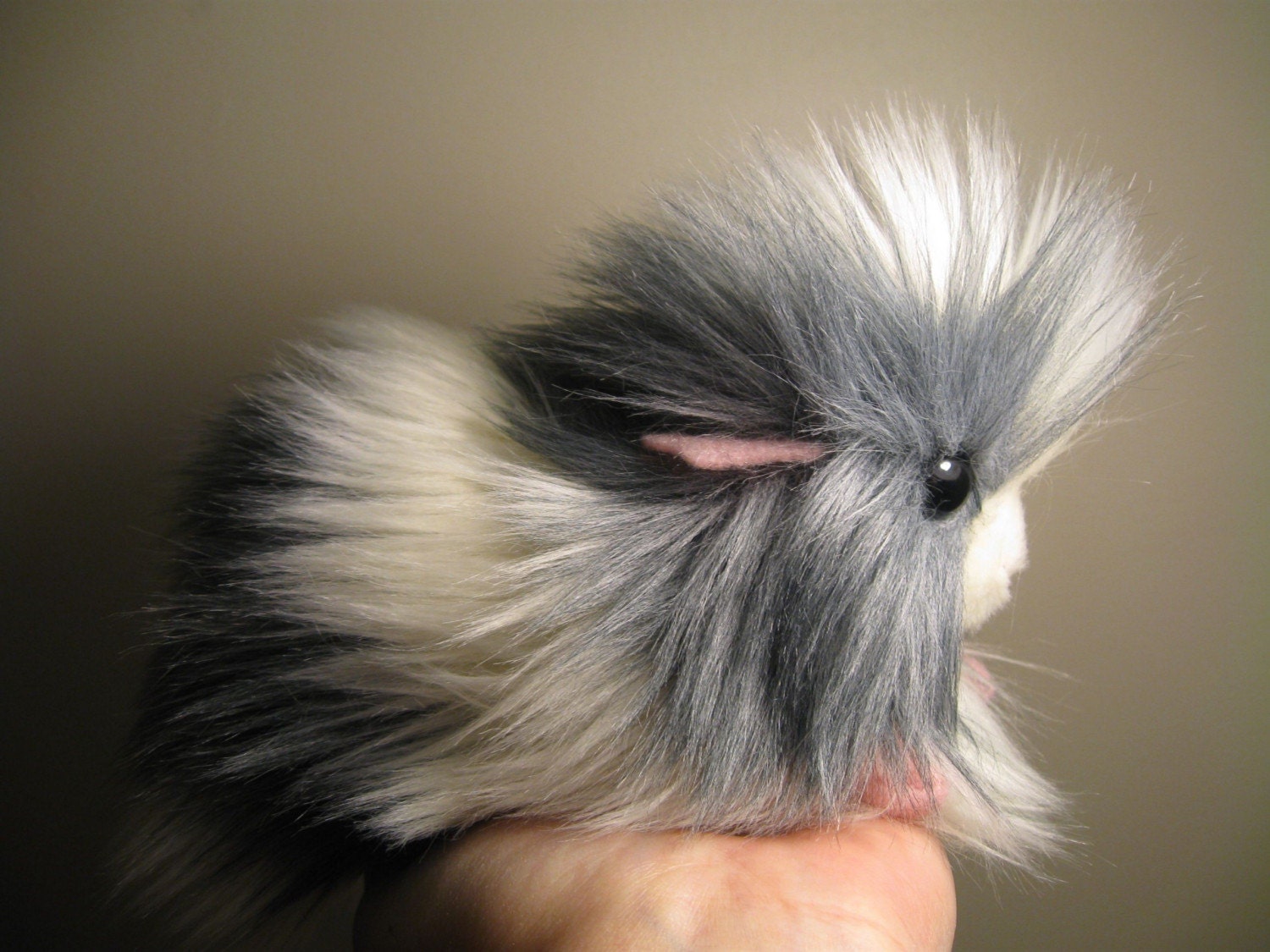 Guinea Pig Gray and White