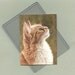 ACEO Reproduction- Curious