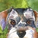 Miniature Schnauzer Dog Art Signed Print by Ron Krajewski