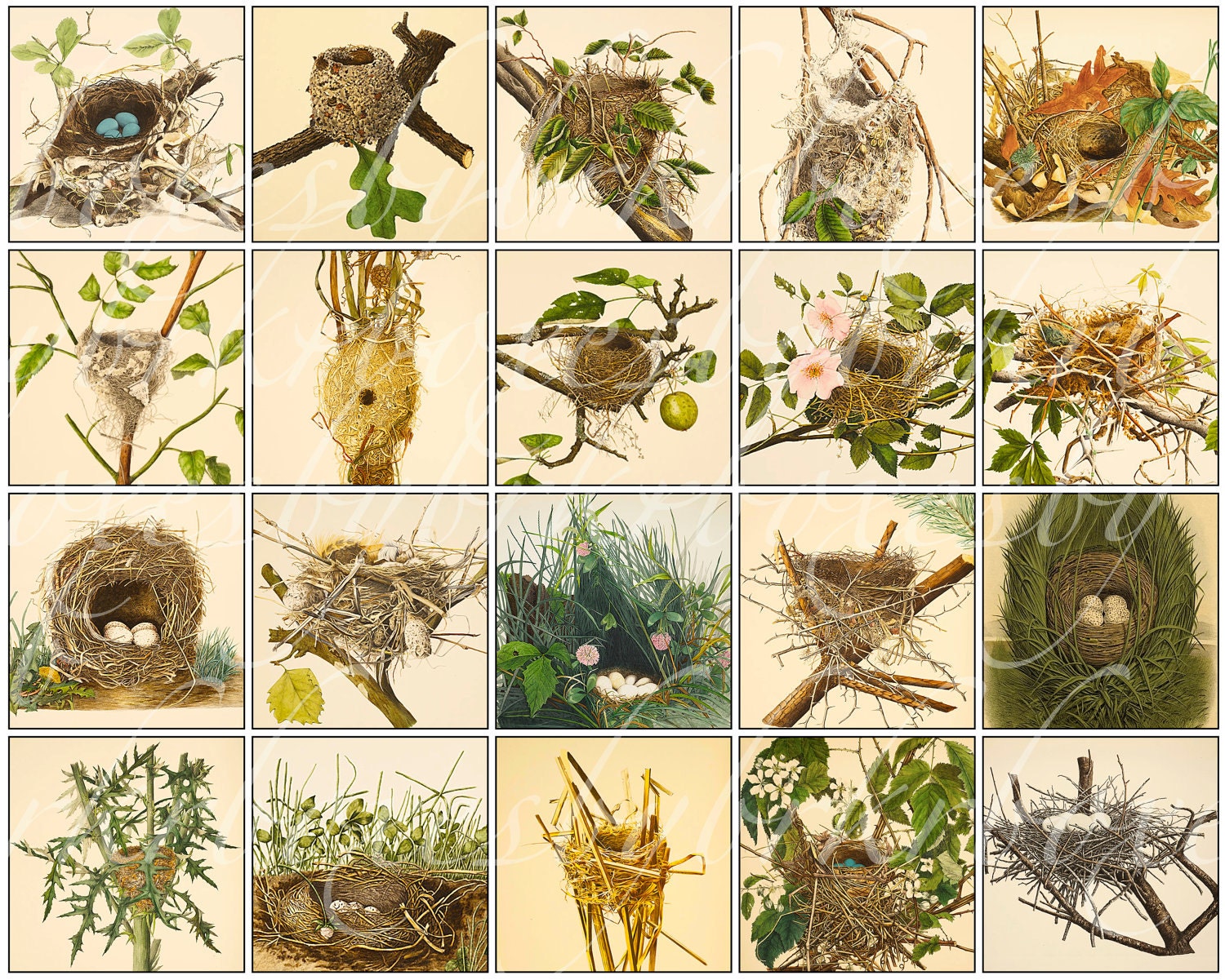 instant download of 20 different bird nests really by boxesbybrkr