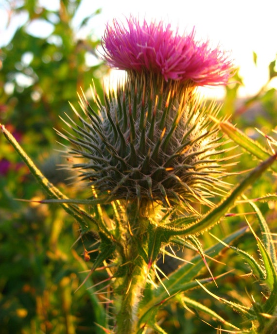 Items similar to SCOTTISH THISTLE 8 x 10 Fine Art Photographic Print on