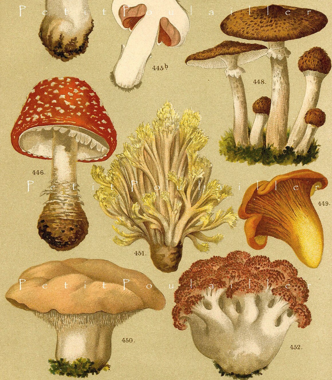 1896 German Mushrooms Botanical Chromolithograph Pl 79