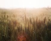 HALF PRICE SALE - Fields of Gold -  5x7 original film art photograph of sunlit wheat field