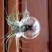 Glass Sphere Hanging Vessel for Air Plants or a Small Terrarium
