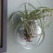 Wall Mounted Glass Globe for Air Plants or a Small Terrarium