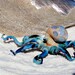 Octopus Glass Sculpture