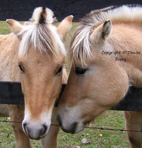 Horse Art Norwegian Fjord Horse Original Photograph by DeniseEvery