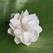 MidoriDesigns Signature Hawaiian Gardenia in Bloom Bridal Hair Pin in Ivory Pearl