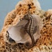 Hand Antiqued Brass Seahorse Charm