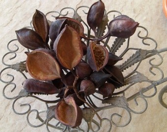 35 Bottle Tree * Natural Seed Pods * Brachychiton Tree Pods * Great for Wreath Making Artists Nature Crafts Bowl Fillers Wedding Floral *