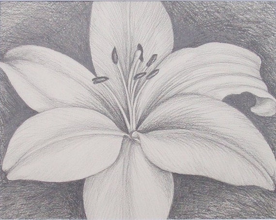 Items similar to Lily Pencil Sketch Drawing 8x10 Matted 11x14 on Etsy