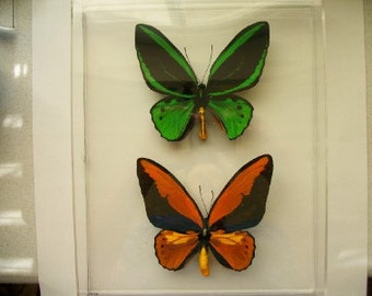 Bird Wing Butterfly Combination
