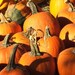 Pumpkin Pie Fragrance Oil