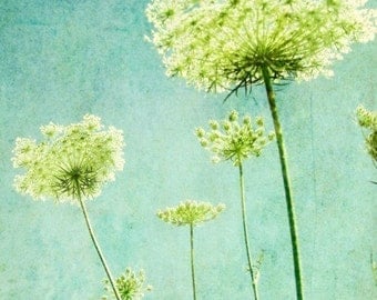 Flower photography aqua blue wall art nature photography queen Annes lace lime green decor botanical art - Looking Up