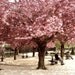 Pink Paris - Fine Art Photograph