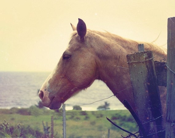 Hawaiian Horse 8x10 Fine Art Print by OhDierLiving on Etsy