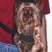 Dog BackPack Carrier Back Pack Front Frontal Cat Pet Comfortable Leopard Toy Size Med Large
