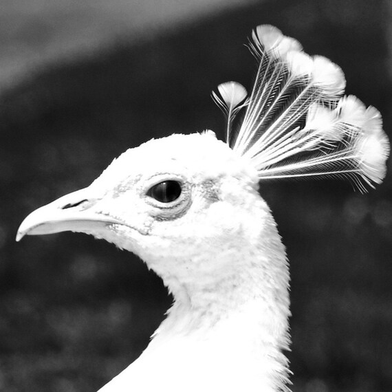 Items similar to White Peacock Photography fauna nature fine art 5x5