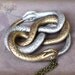 AURYN