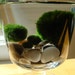 SALE Moss on Top Marimo Balls Unique Mini Terrarium