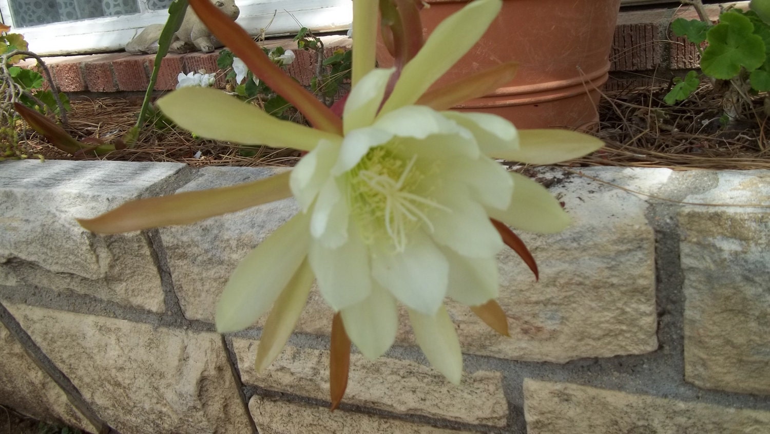 Epiphyllum Orchid Cactus Plant Cuttings