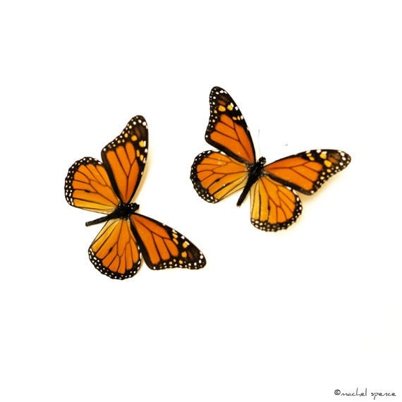 Items similar to Monarch Butterfly Print Photograph Nature Woodland Tribal Entomology Forest 