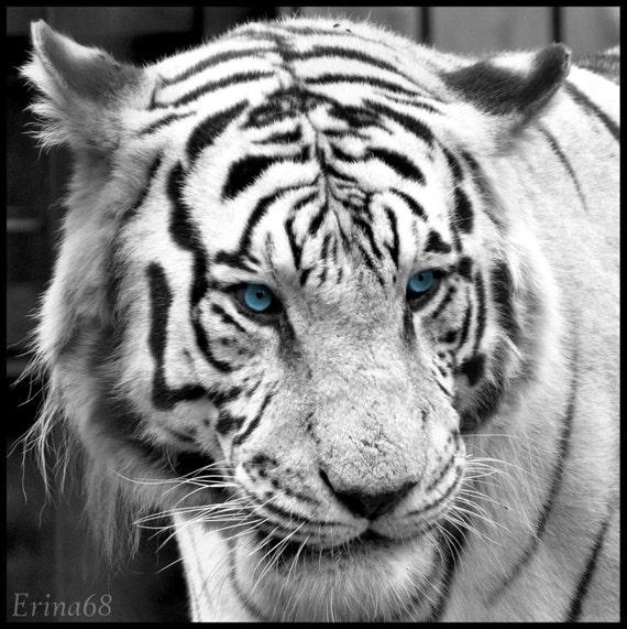 Items similar to White Tiger 8x8 Print on Etsy