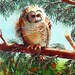 Owl Bird Art WaterColor Print Wildlife