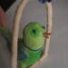 Spun Cotton Green Bird on a swing