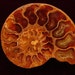 Opalized Ammonite Belt Buckle