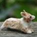 dog figurine - corgi - pembroke - porcelain animal figurine