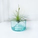 Reserved for Andrea- Recycled Upcycled bottle- air plant holder - aqua with filifolia air plant