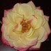 Yellow Rose Hair Clip Fascinator