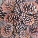 Pine Cones, organic free range Texas grown, 24 Pinecones, Christmas Wreath, Fireplace Starters, Campfire Starters, Home Decor