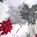 Canadian nostalgia Cotton cloth Maple Leaf Fabric, Autumn Leaves, Reds, Gray & Black, retro design classic style sewing