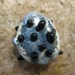 Insouciant Studios Glint Lampwork Focal Bead in Ivory, Black and Sterling Silver