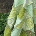 An Herb Garden in the Summer - a rag quilt for all