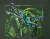 Shades of Green Dragonfly Colored Pencil