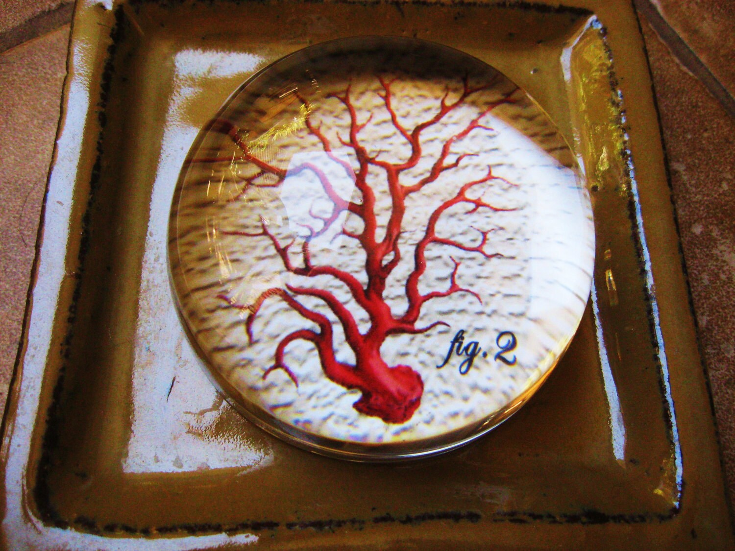 Coral under glass paperweight