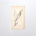 Original Antique Seaweed Copperplate Engraving - Sowerby