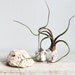 Pair Vintage Barnacle Shell Pieces