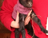 Knitted Baby Goat Sweater for Nigerian Dwarf Goat