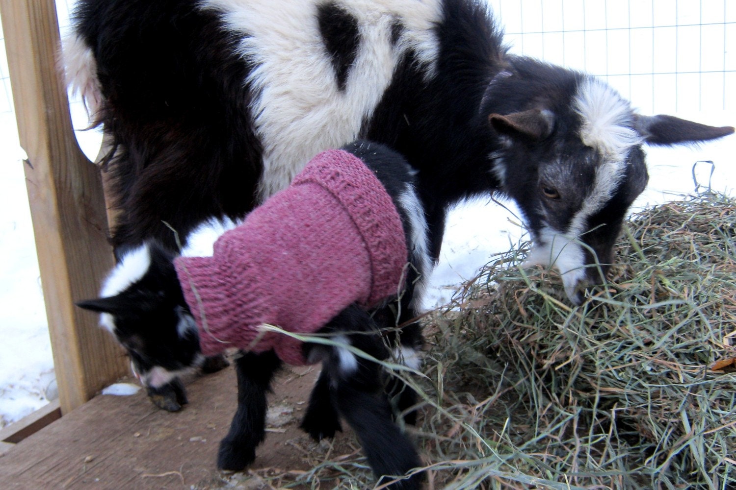 Knitted Baby Goat Sweater for Nigerian Dwarf Goat