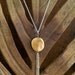 SALE Single Gold Rock Necklace