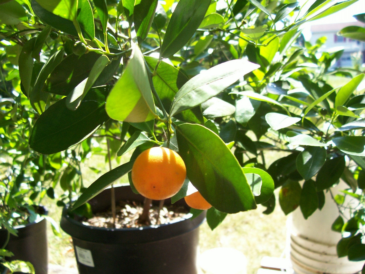  CLEMENTINE  ORANGE  SEEDLING SIX MONTHS OLD LIVE PLANT