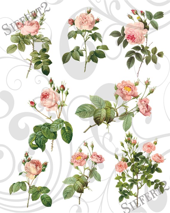 8 Seperate Pink Roses PNG Images