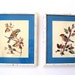 Vintage Bird Picture Pair Shabby Chic Framed / Spring Decor